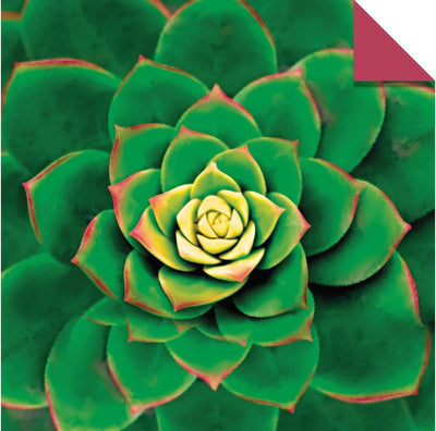 Origami Paper 36 sheets Succulents Design with 12 Different Designs 6″ (15cm x 15cm)