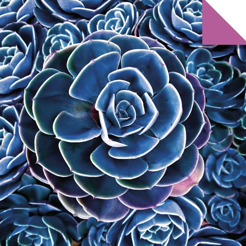 Origami Paper 36 sheets Succulents Design with 12 Different Designs 6″ (15cm x 15cm)