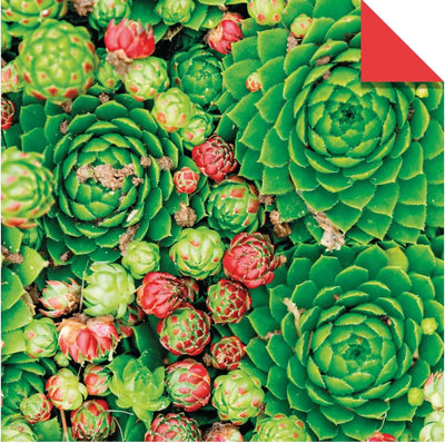 Origami Paper 36 sheets Succulents Design with 12 Different Designs 6″ (15cm x 15cm)