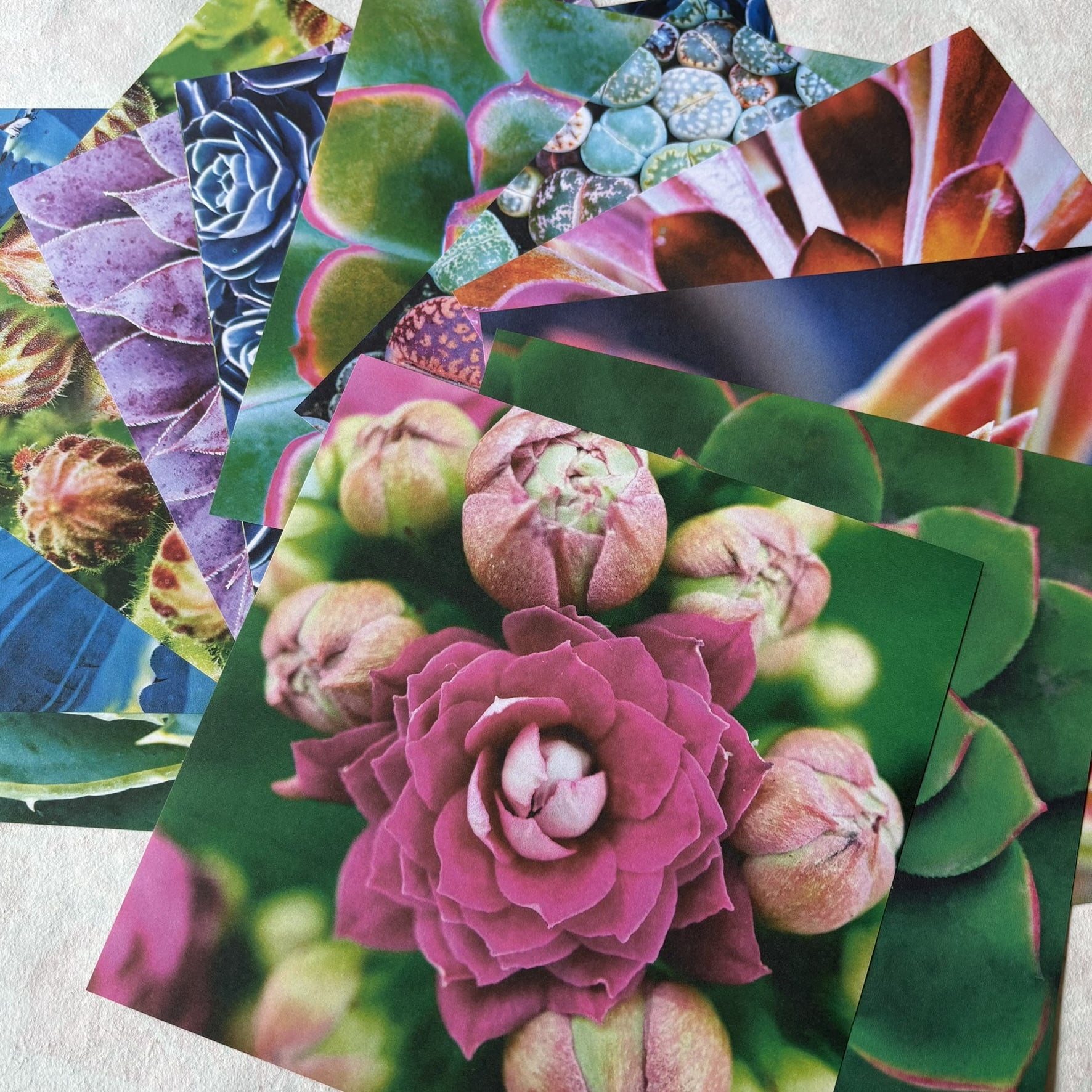 succulent origami Origami Paper 36 sheets Succulents Design with 12 Different Designs 6″ – Origami World